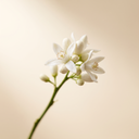 Neroli