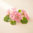 Bourbon Geranium