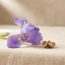 Florentine Iris