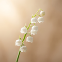 Lily of the Valley