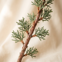Texas Cedar