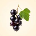 Blackcurrant