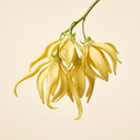 Ylang Ylang