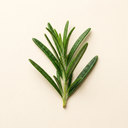 Rosemary