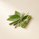 Galbanum