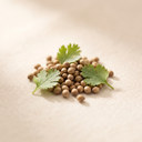 Coriander