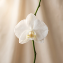 Black Orchid