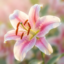 Lily