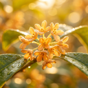 Osmanthus