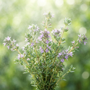 Red Thyme