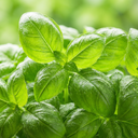 Basil