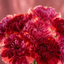 Carnation