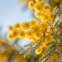 Mimosa