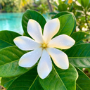 Tiare Flower