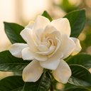Gardenia
