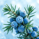 Juniper