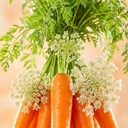 Carrot Seed