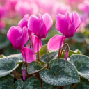 Cyclamen
