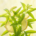 Verbena